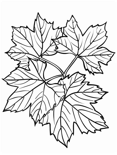 Leaf Coloring Pages Free Printable Sheets From Gbcoloring