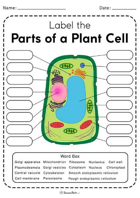 Plant Cell Labeling Worksheet Joanna Diamantino