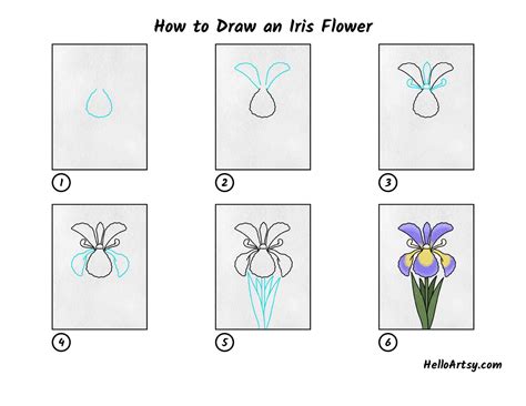draw  iris flower easy