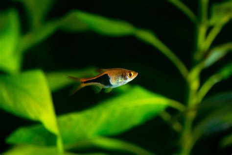 Tateurndina ocellicauda: Peacock Gudgeon Tank Mates, Care Guide, and FAQs • Fishiology