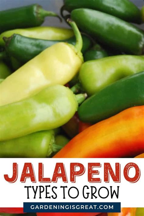 8 Types Of Jalapeno Peppers To Grow In Your Garden Gardening Is Great