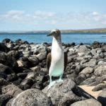 Viajar en Crucero a las Islas Galápagos desde Dominica