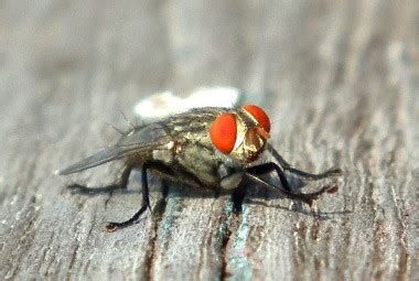 Stable Fly | Pest Information & Prevention Tips