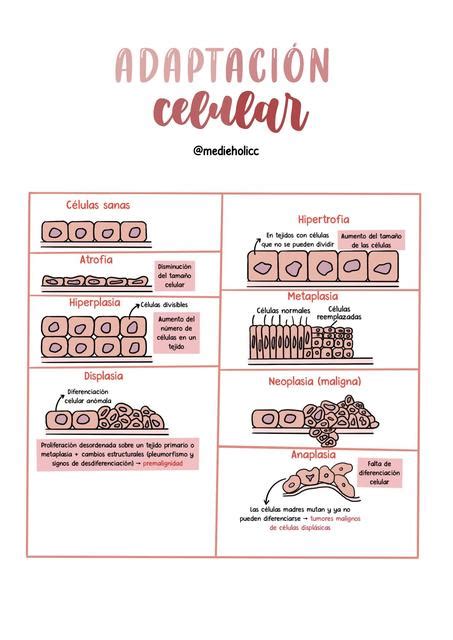 Tipos de Adaptación Celular Winnie Terrones uDocz