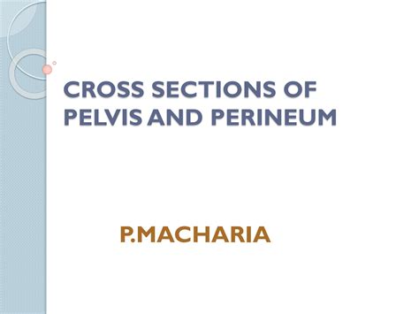 SOLUTION Cross Sections Of Pelvis And Perineum Studypool