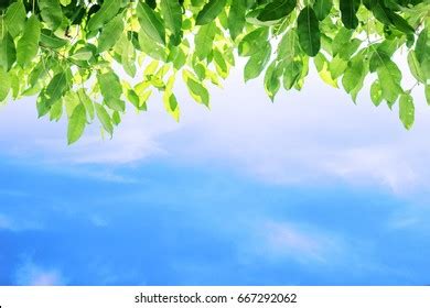 Leaves Blue Sky Soft Focus Background Over Stock Photo 641860666