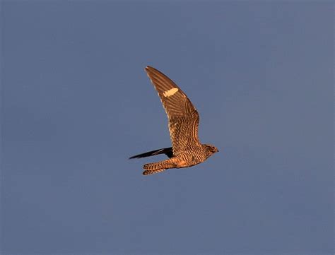 Common Nighthawk | Audubon Field Guide