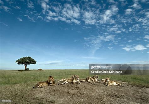 Pride Of Lions High-Res Stock Photo - Getty Images