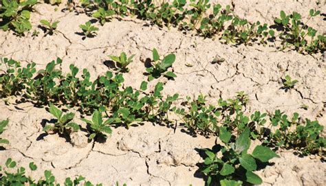 Thwart Herbicide Resistant Weeds With Alfalfa Hay And Forage Magazine