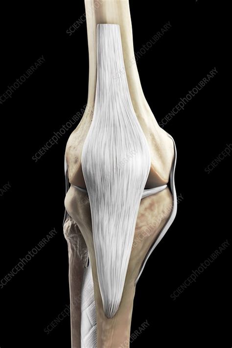 Right Knee Ligaments Artwork Stock Image C020 6343 Science Photo