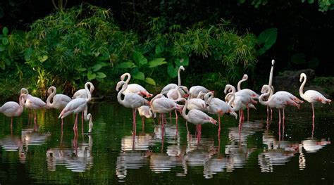 Guangzhou Zoo - National and Wildlife Park | Trip Ways