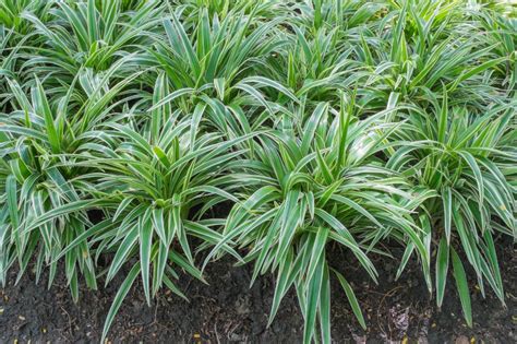 How To Grow And Care For Mondo Grass In Your Garden