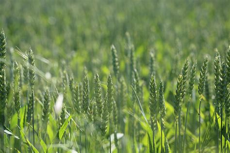 Free Images Nature Growth Lawn Meadow Barley Wheat Prairie