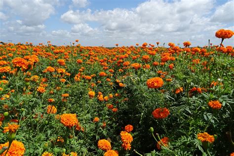 OpenFarm - African Marigold