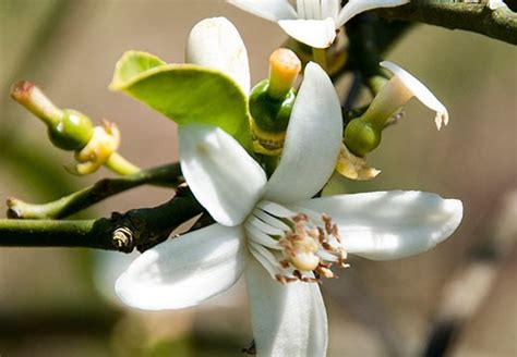 La Fleur Doranger Bienfaits Et Propri T S Centifolia