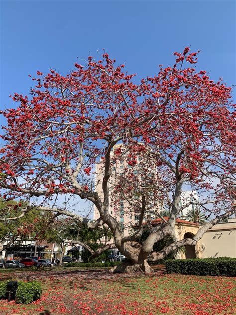 Identification of tree…. This in front of The Museum of Fine Arts DTSP ...