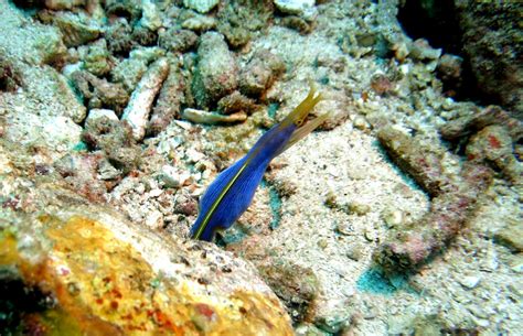 Pulau Weh diving in Sumatra Indonesia - Stingy Nomads