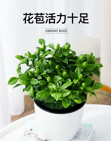 栀子花盆栽带花苞四季花卉盆栽植物室内观花植物枝枝花好养的花虎窝淘