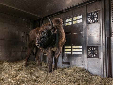 3 myths about bald eagles you might have thought were true | National