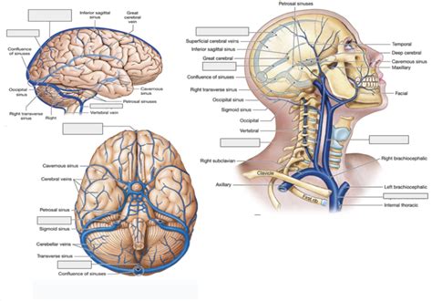 Schwarzlose Superficial Veins Of The Head And Neck Diagram Quizlet