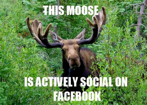 Moose Know Your Meme