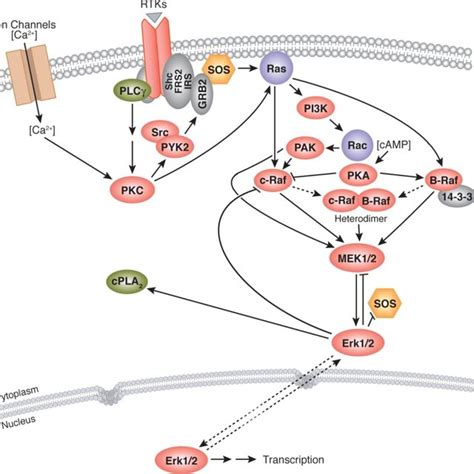 The MAPK pathway. Model representing the MAPK pathway, which starts ...