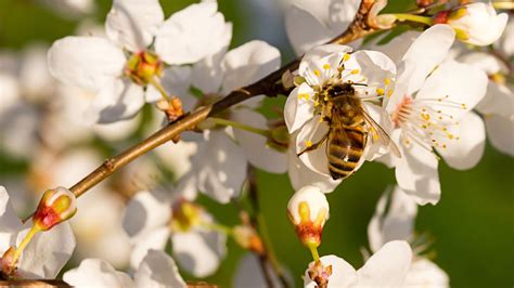 15 Plantas Para Atrair Abelhas Para O Seu Jardim AGRICULTURA E MAR