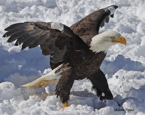 Regal’s Release | Tamarack Wildlife Center