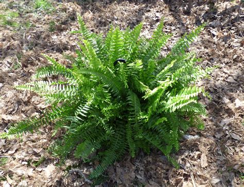 Winter Care For Boston Fern How To Overwinter A Boston Fern Plant