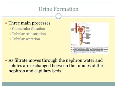 Ppt Urinary System Powerpoint Presentation Free Download Id 1877453