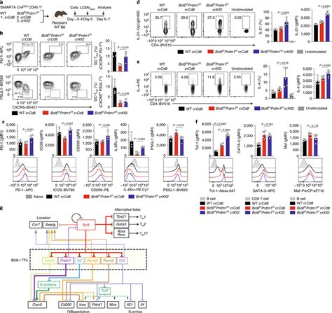 Identification Of Klf2 As A Repressor Acting Downstream Of Bcl 6