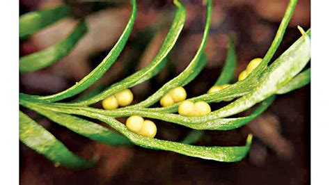 Humble Fern Wins World Record For Largest Genome The Daily Star