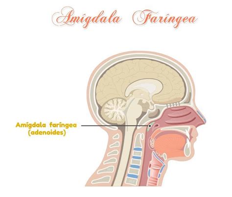 Las Aberturas De La Faringe Desde La Nariz Y La Boca Est N Protegidas