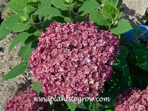 Bella Anna Hydrangea Hydrangea Arborescens Plants To Grow Plants