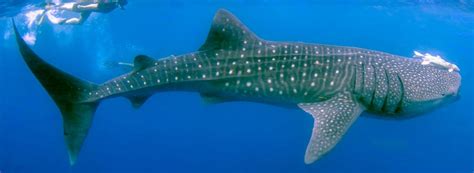 whale sharks