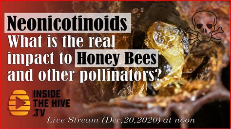 Neonicotinoids What Is The Real Impact To Honey Bees And Other