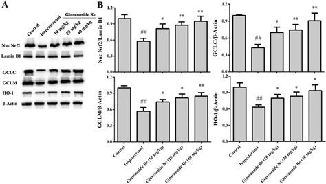 Effect Of Ginsenoside Rc On Expression Of Nrf2 Gclc Gclm And Ho 1 In