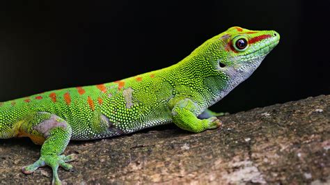 Closeup Gecko Green Lizard Reptile Wildlife Wallpaper Background HD ...