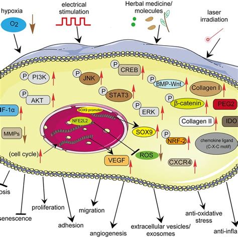 Enhancement Of Adult Stem Cell Properties Priming Or Preconditioning