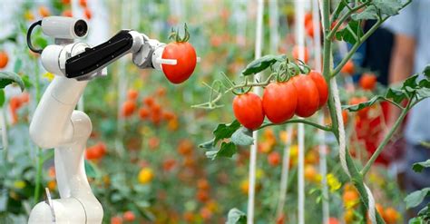 Robótica na agricultura o que é e quais inovações vão impactar o