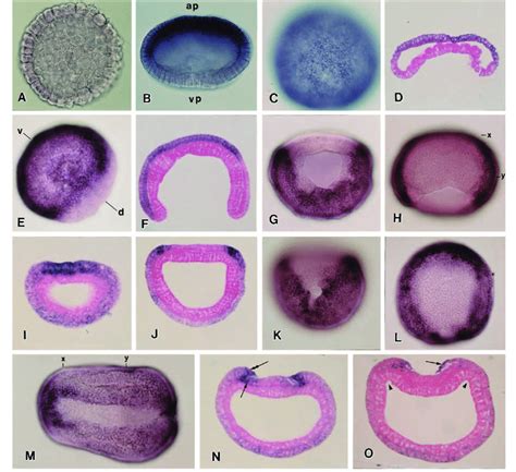 Blastula Of Amphioxus