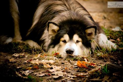 Youll Love This Male Alaskan Malamute Puppy Looking For A New Home