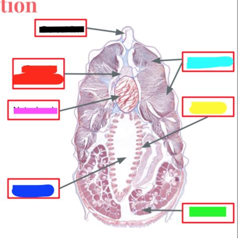 Comparative Anatomy Lab Practical 1 Flashcards Quizlet