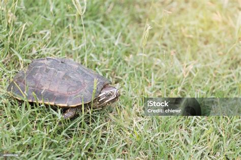 malayemys  nature  thailand stock photo  image