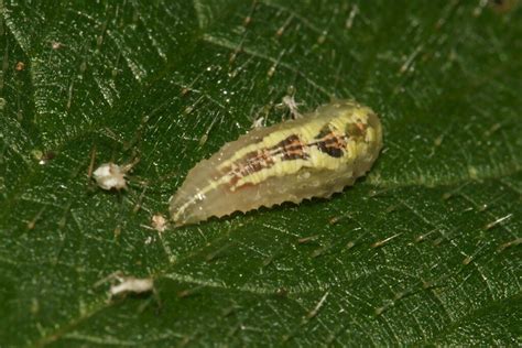 Flickriver: Searching for photos matching 'hoverfly larva'