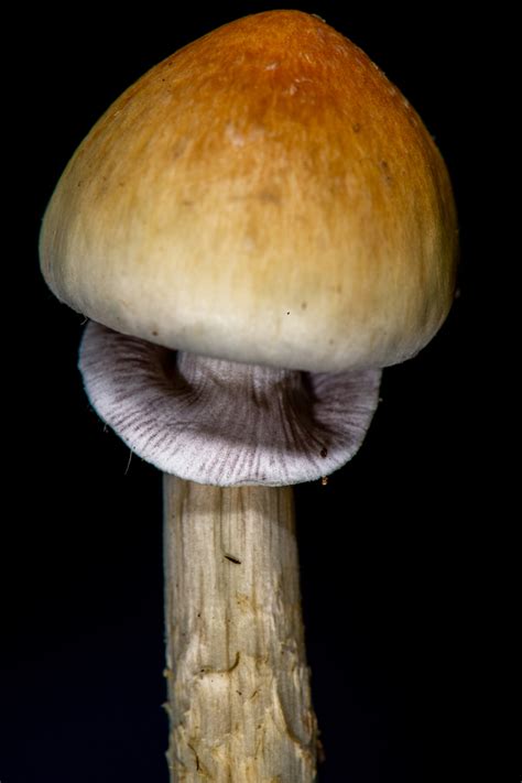 Magic Mushroom From La Martinica Mpo Banderilla Veracruz Mexico On