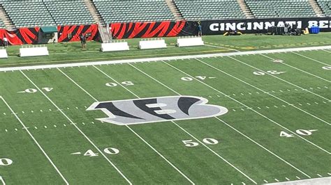 Bengals set to debut new paint scheme in stadium, White Bengal Tiger ...