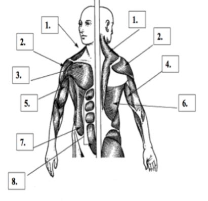 major muscle part  diagram quizlet
