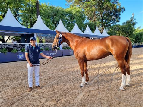 Coudelaria de Rincão participa do XVIII Festival Nacional do Cavalo