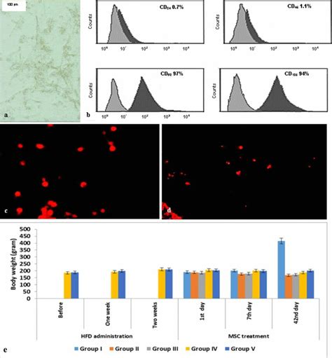 Characterization And Pancreatic Homing Of Bone Marrow Mesenchymal Stem Download Scientific